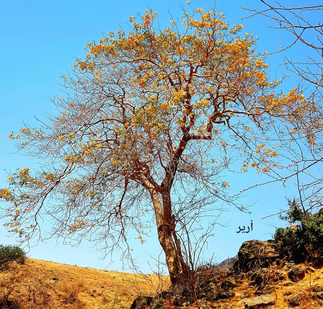 صور داخل النص (10).jpeg