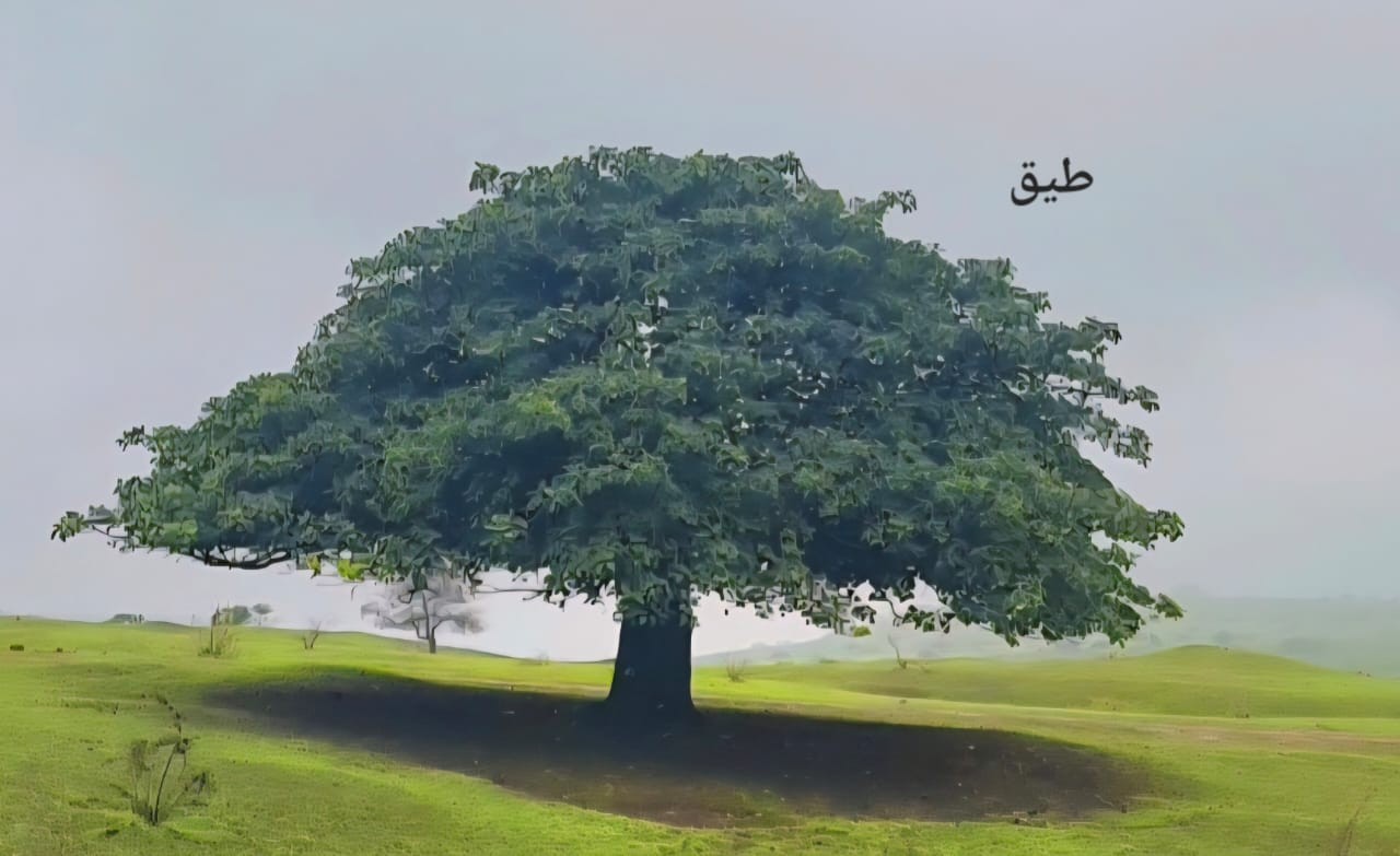 صور داخل النص (11).jpeg