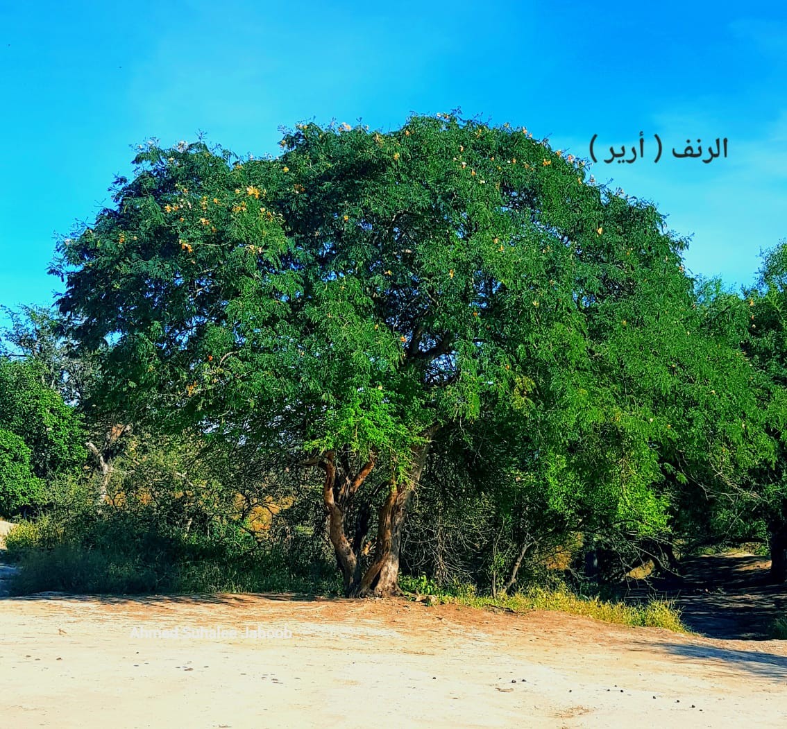 صور داخل النص (9).jpeg