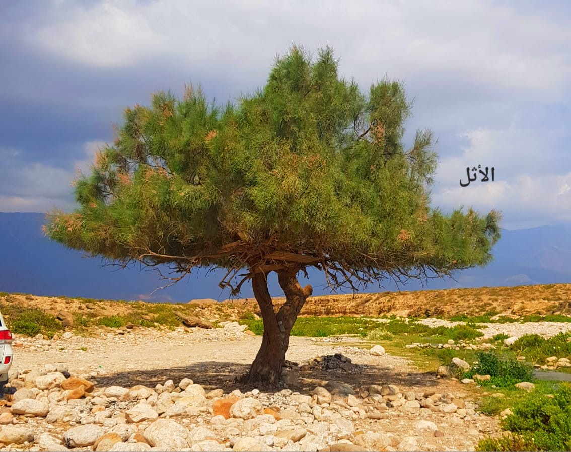 صور داخل النص (3).jpeg