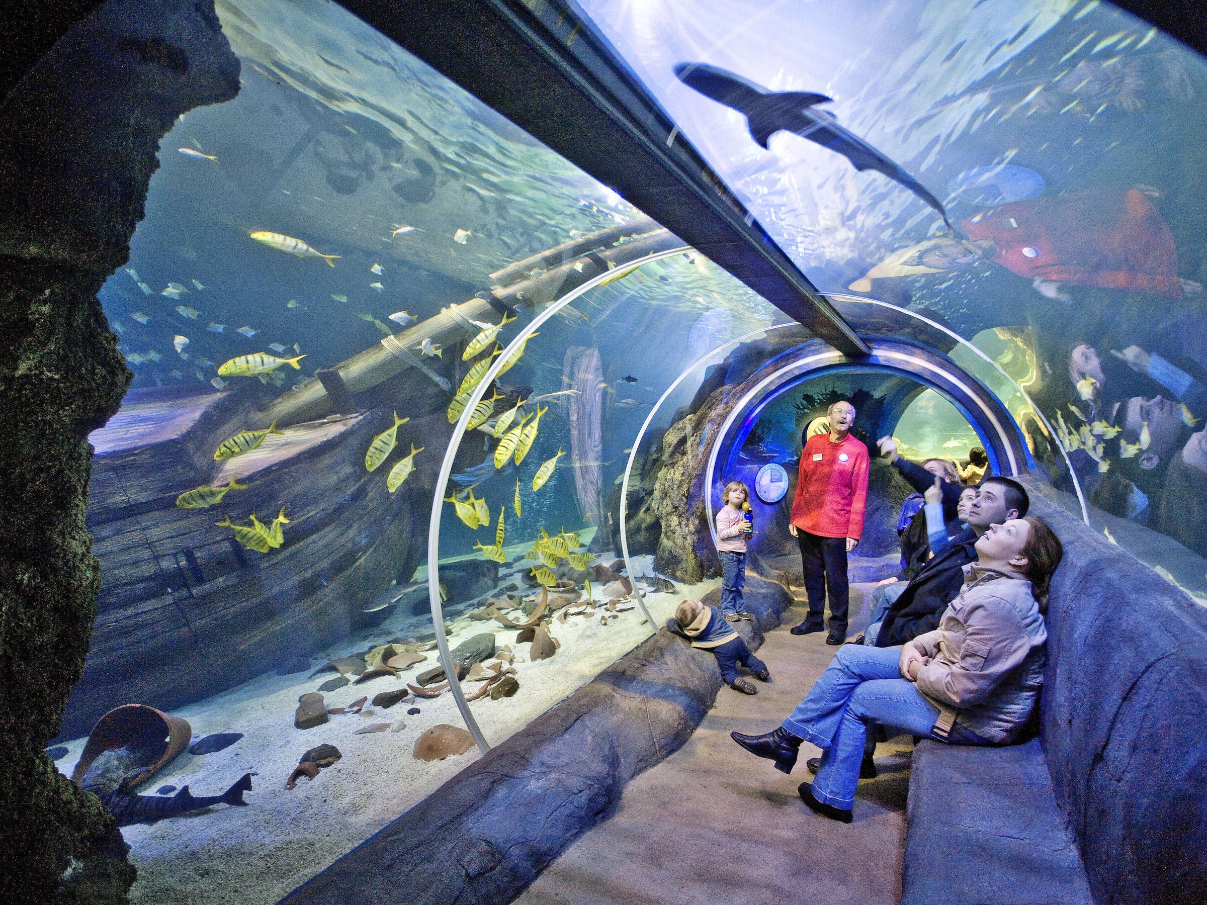 31446814-ein-glastunnel-unter-einem-aquarium-im-sea-life-oberhausen-44e9.jpg