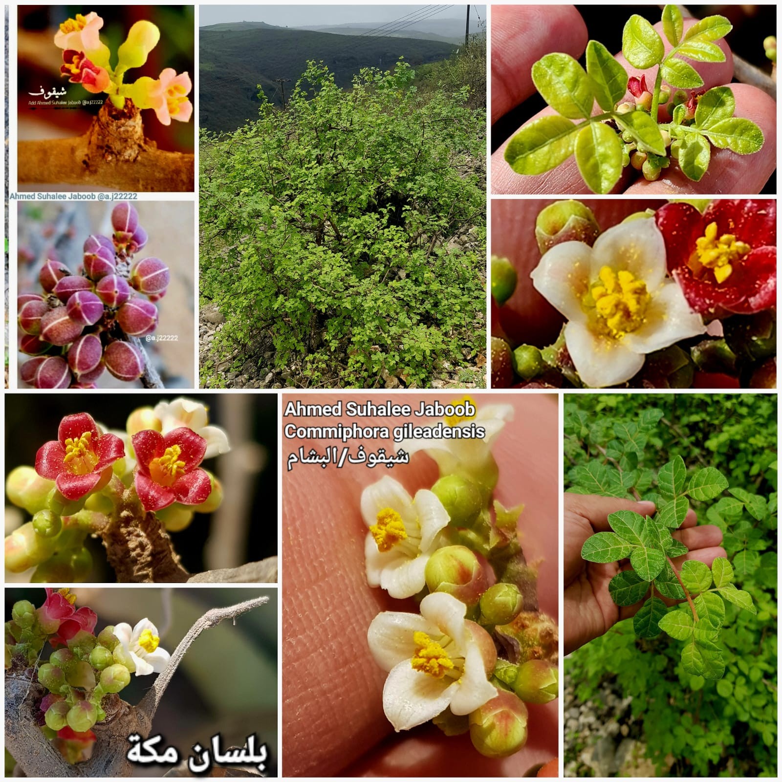 صور (6).jpeg