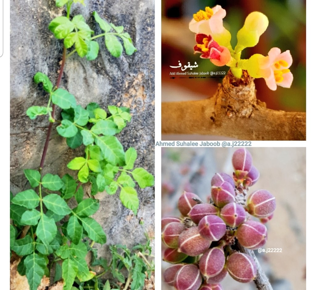 صور (4).jpeg