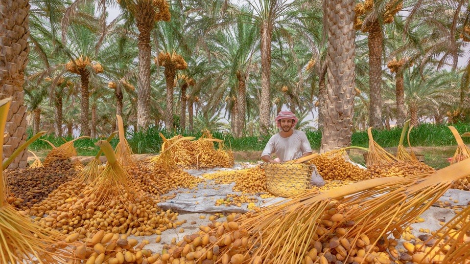 من حصاد وتجميع وتنقية البسور.jpg