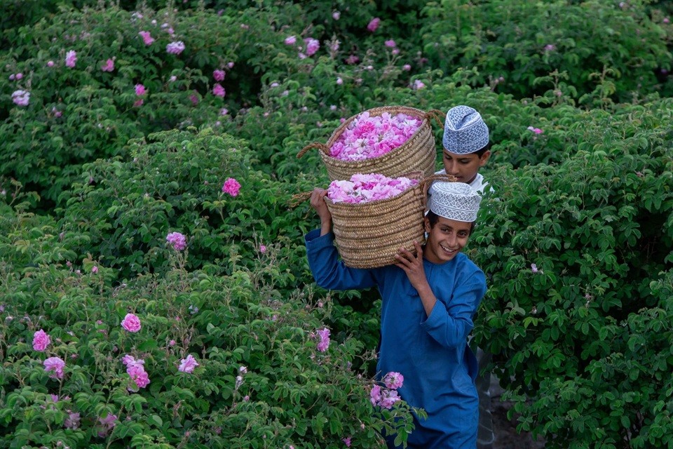 من جني وقطاف محصول الورد في ولاية الجبل الأخضر.jpg