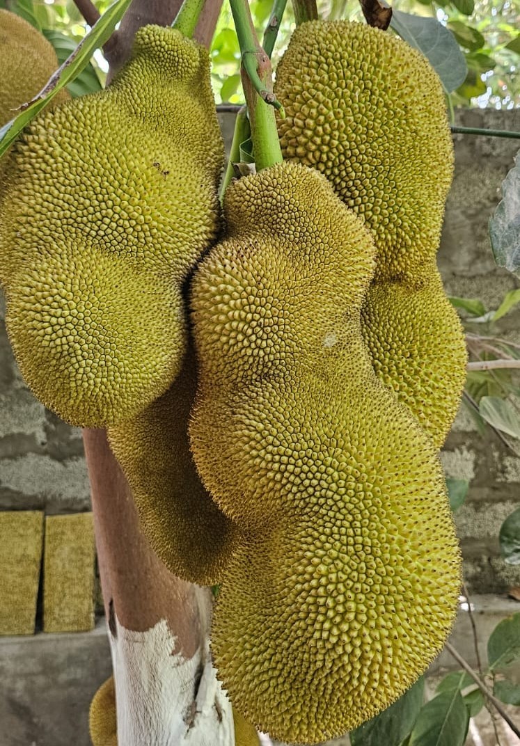ثمرة الفنس.jpg