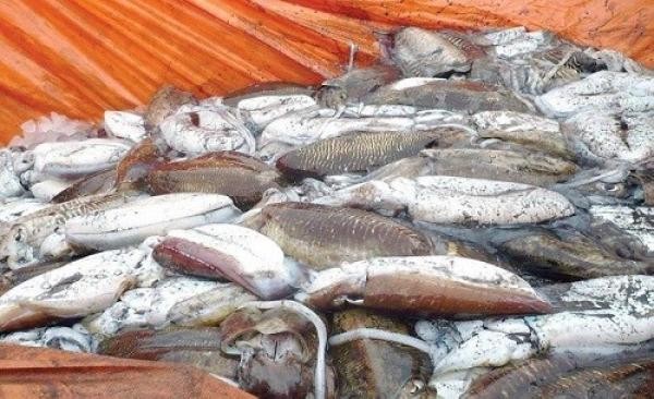 موسم صيد الحبار يبشر بإنتاجية مرتفعة خلال العام الجاري
