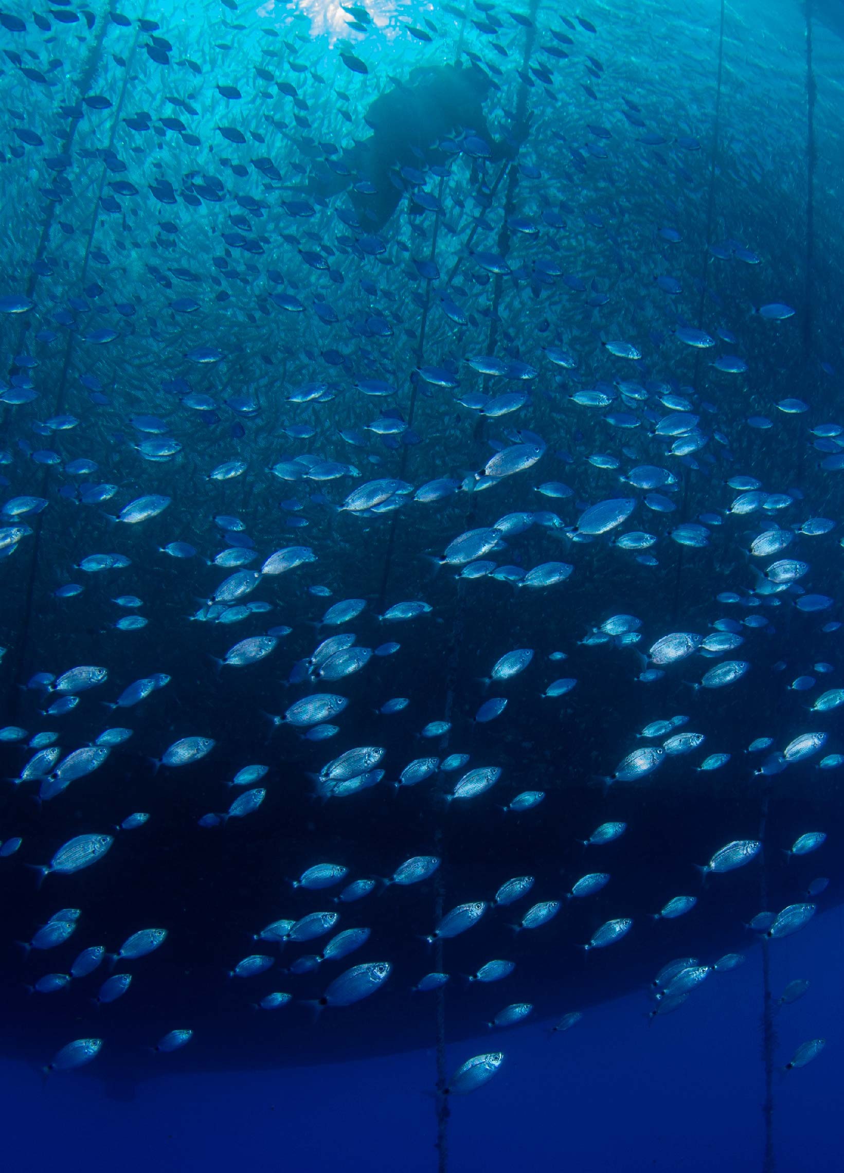 FFO sectors_Fisheries.jpg