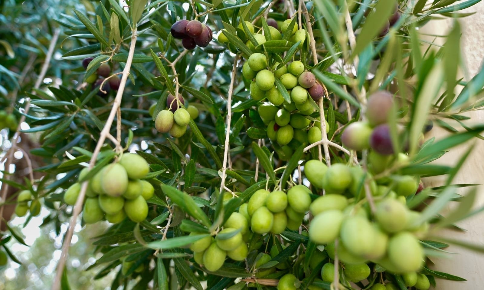 مشروع لنشر زارعة أصناف الزيتون في الجبل الأخضر