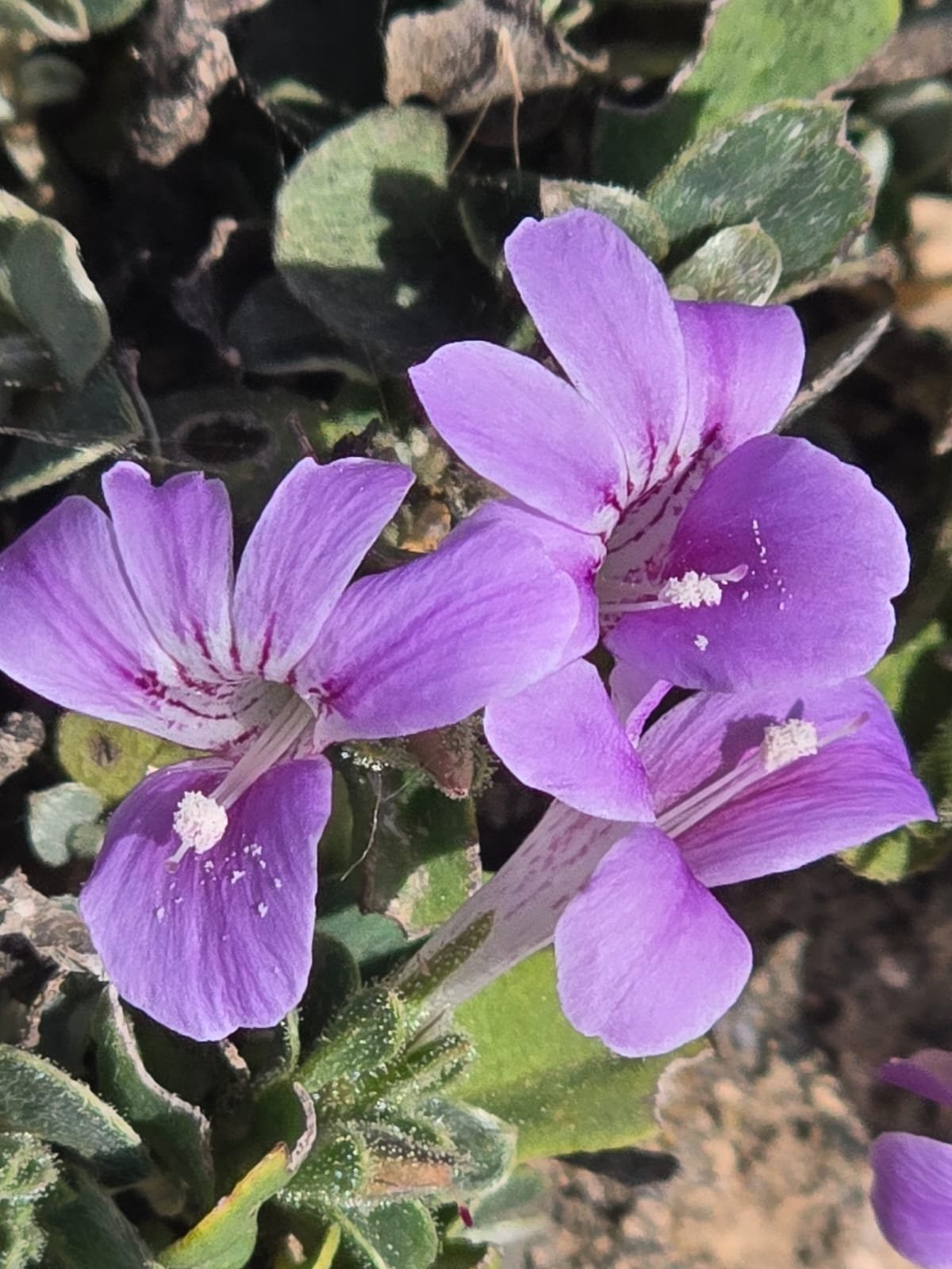 صور داخل النص (2).jpeg