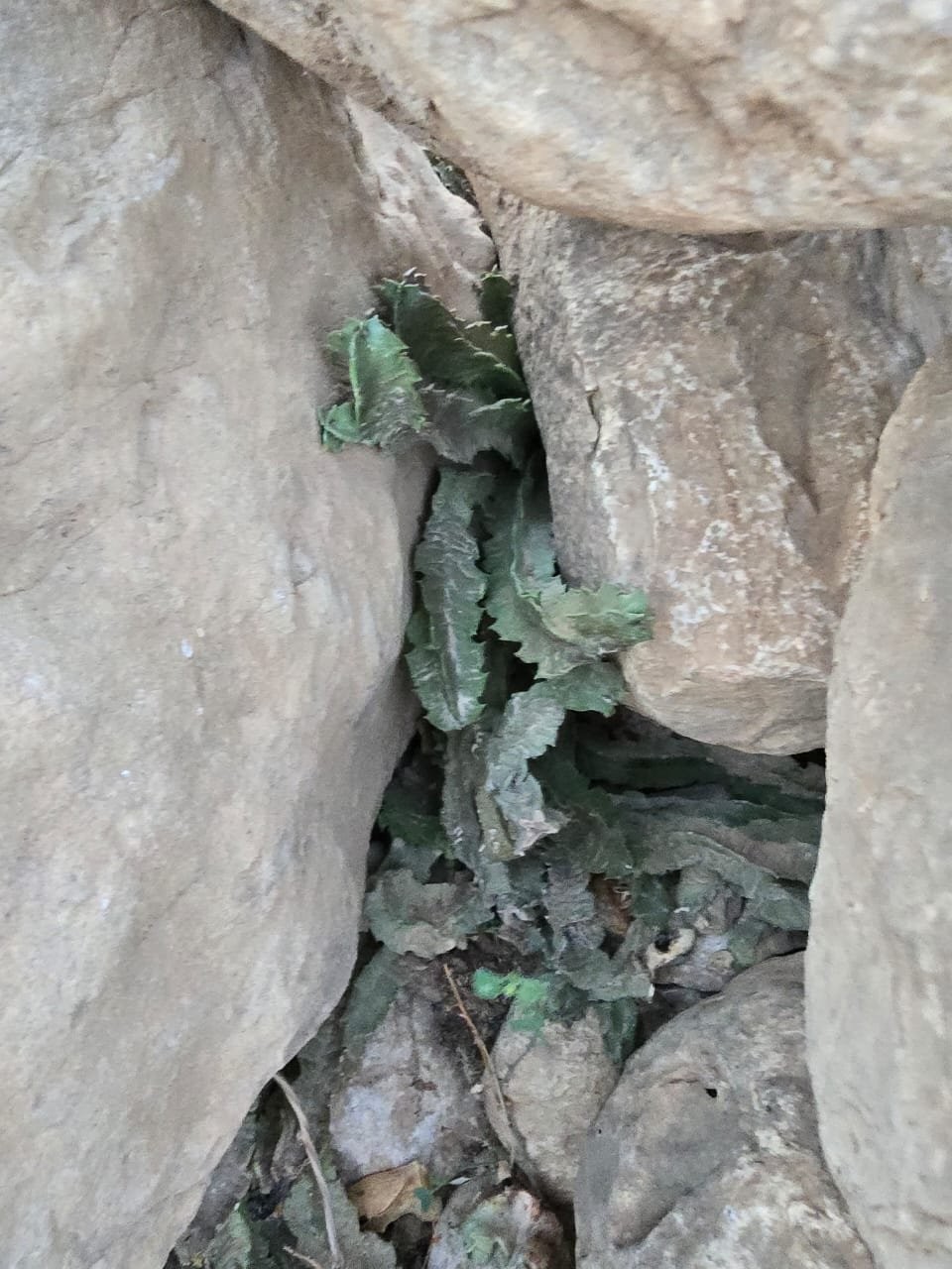 صور داخل المقال (1).jpeg