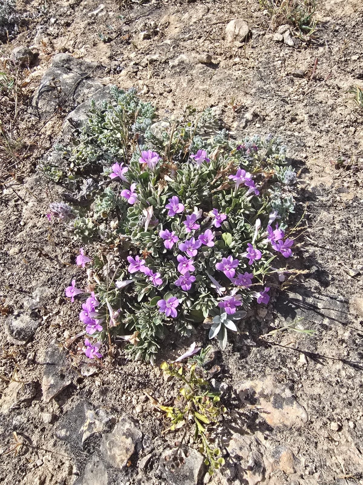 صور داخل النص (1).jpeg