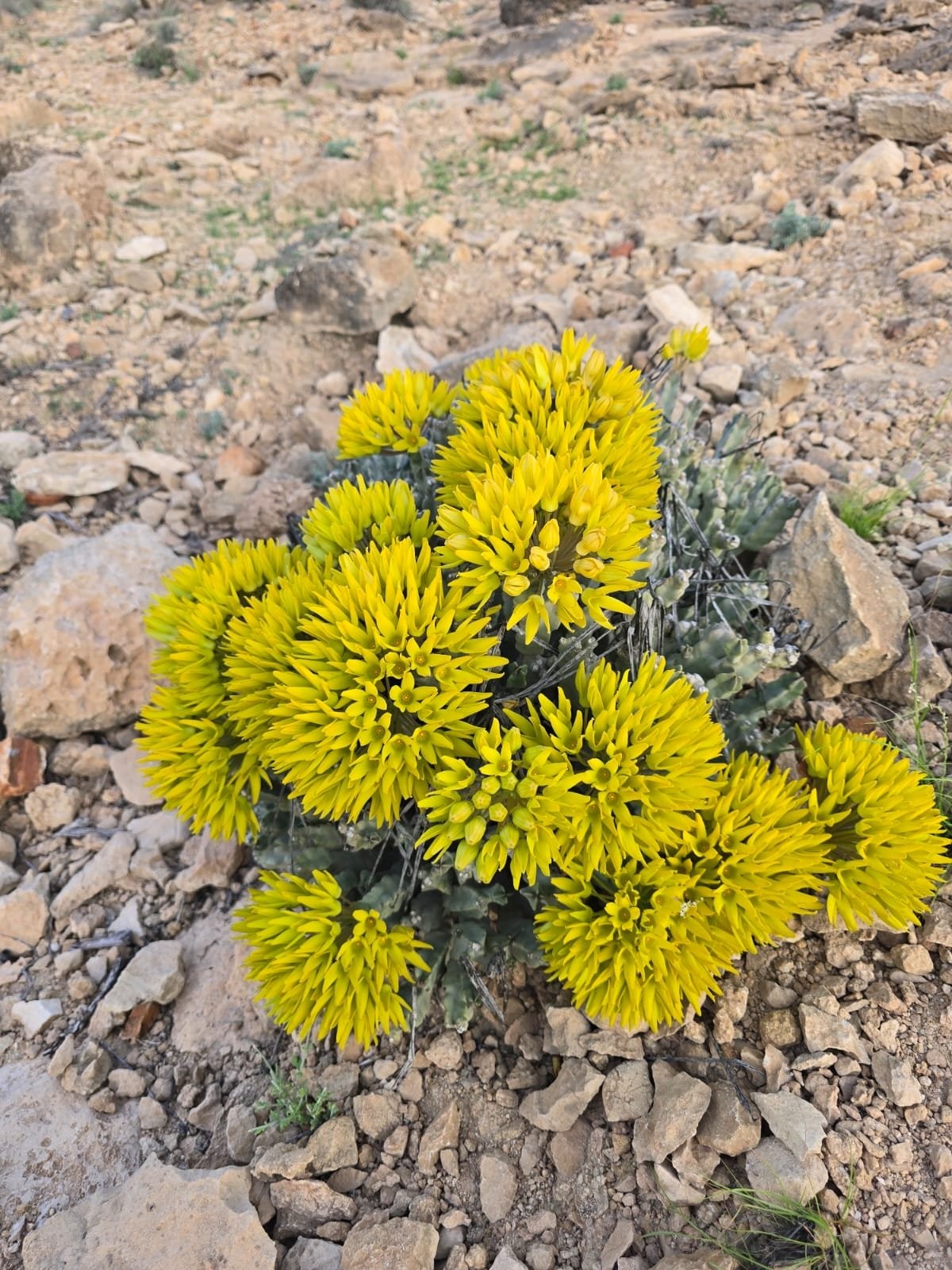 صور داخل النص (1).jpeg