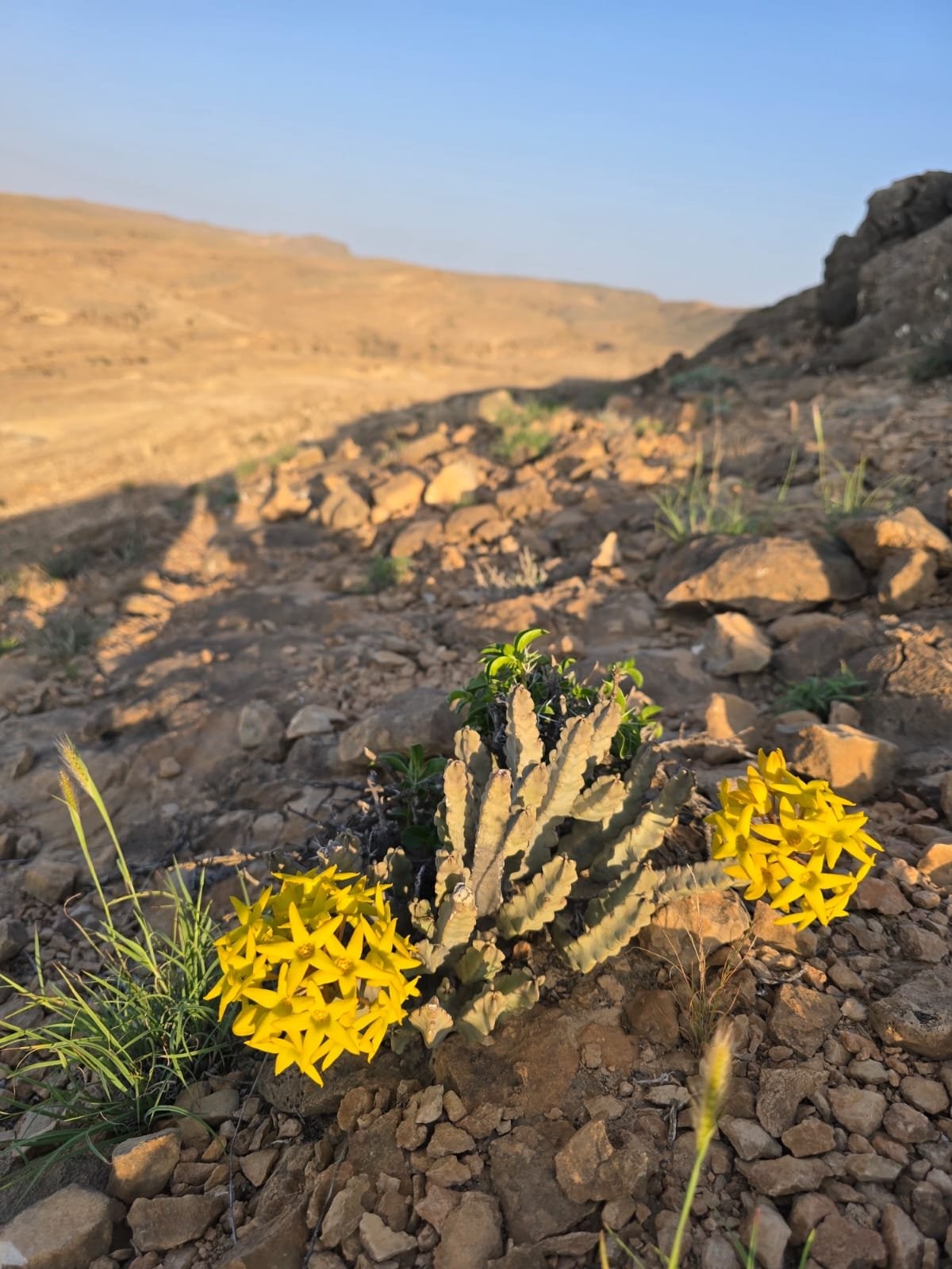 صور داخل النص (4).jpeg